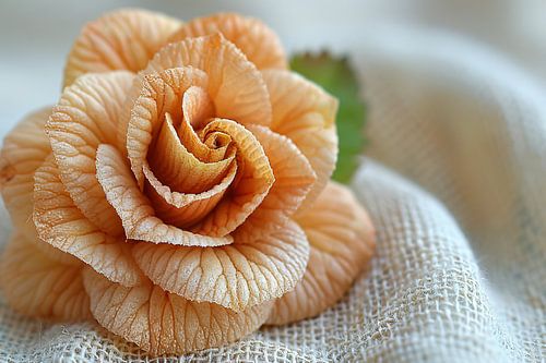 Oranje Bloem met Delicate Textuur