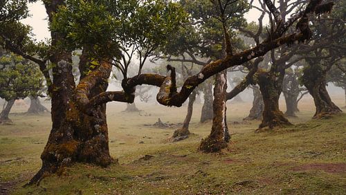 Mystérieuse forêt de Fanal avec brouillard et vaches
