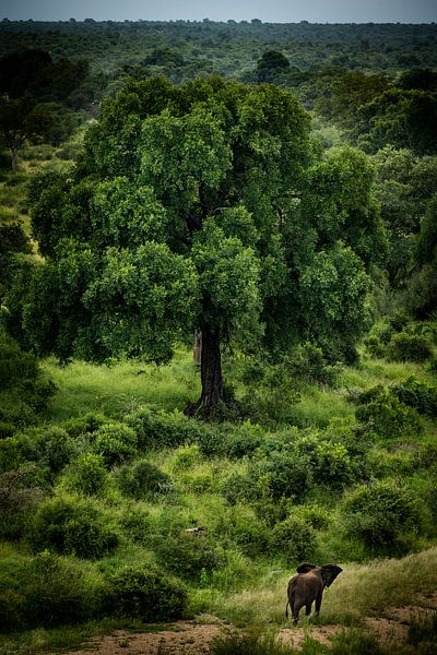 Éléphant dans la nature sud-africaine par Paula Romein