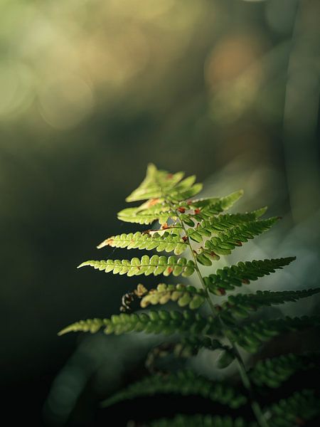 Fern leaf stretches towards the sun by Jana Sonnenberg