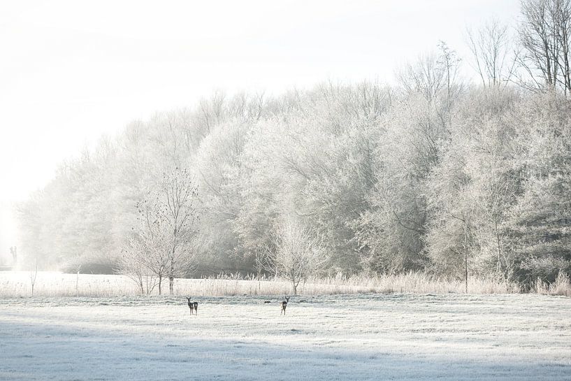Kleine Rehe in einer Winterlandschaft von Peter Kuipers