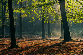 Lumière du matin dans la forêt sur Friso Schinkel