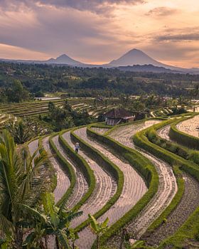 Ochtendlicht over de rijstterrassen van Bali met vulkanen in de achtergrond