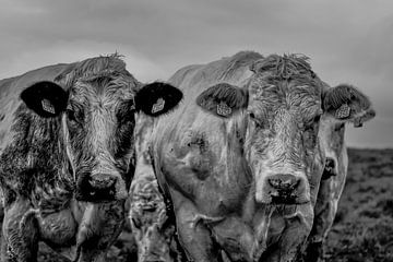 Des vaches curieuses