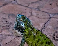 Green iguana in Curaçao