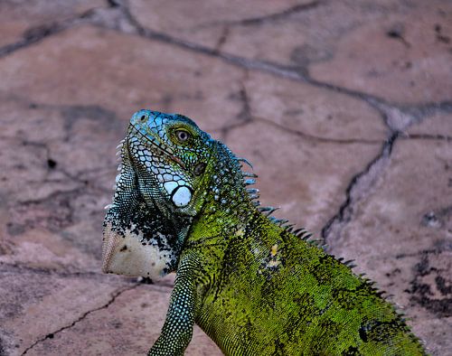 Groene leguaan in Curaçao
