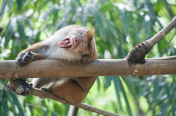 Macaca sinica gaping by Richard Wareham