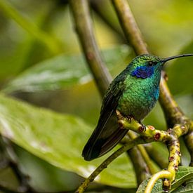 Hummingbird in rainforest Costa Rica by Mirjam Welleweerd