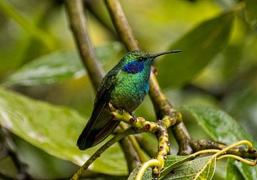 Kolibrie in regenwoud Costa Rica van Mirjam Welleweerd