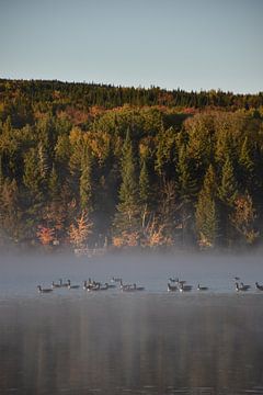 Geese on the lake in autumn by Claude Laprise