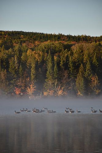 Ganzen op het meer in de herfst