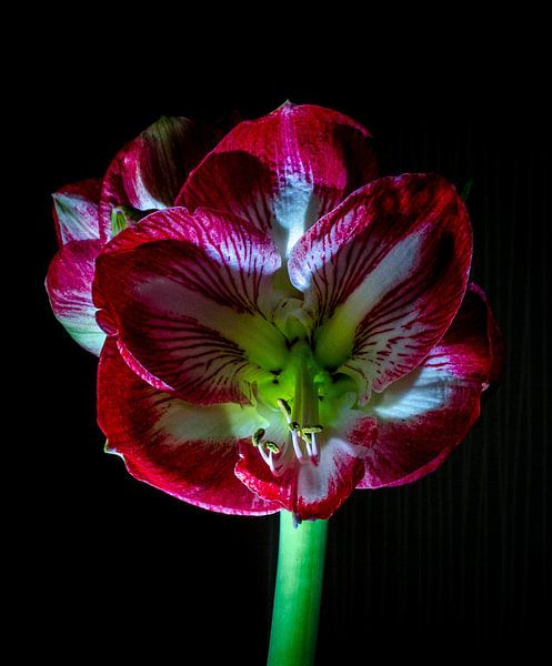 low-key amarilles by Eugene Lentjes
