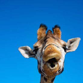 Een mooie close up van een giraffe met een strak blauwe achtergrond van JGL Market