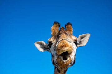 Eine schöne Nahaufnahme einer Giraffe mit einem engen blauen Hintergrund von JGL Market
