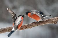 Rival bullfinch with wings spread