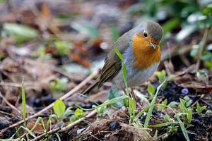 Robin