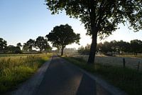 Trees along the road