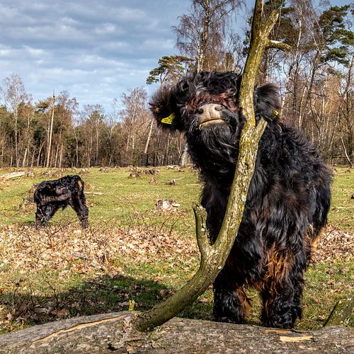 Les Galloways dans le paysage d'Utrecht sur Jacques Jullens