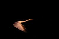 Flying through the stars