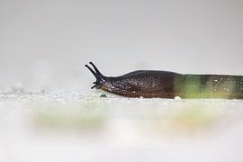 With a snail, you get quiet time for a picture