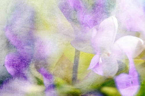 Lilas