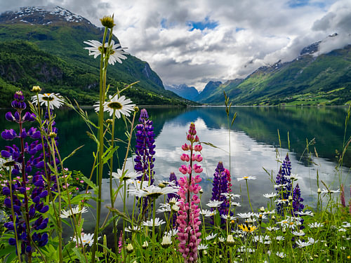 Lupines bij het meer