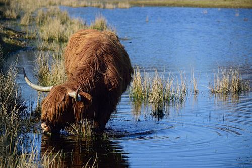 Veel beter gras hier
