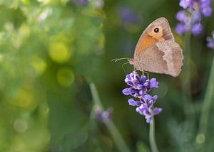 Butterfly and lavender sur Christa Thieme-Krus
