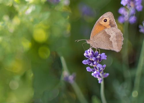 Butterfly and lavender