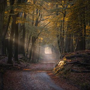 Forêt de Leuvenum