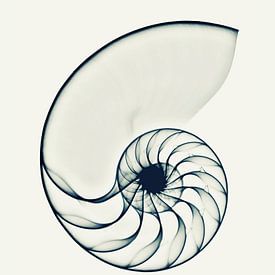 Röntgen-Nautilus von Cor Ritmeester