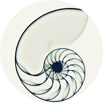 X-ray Nautilus van Cor Ritmeester