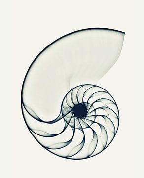 X-ray Nautilus van Cor Ritmeester