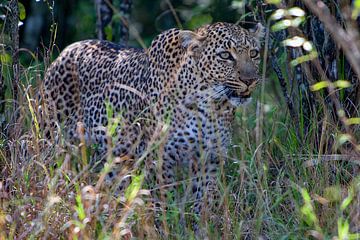 Leopard im Busch