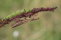 Braune Mantis