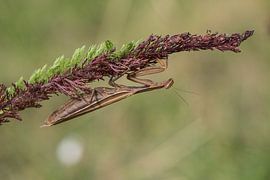 Braune Mantis sur Jürgen Hust