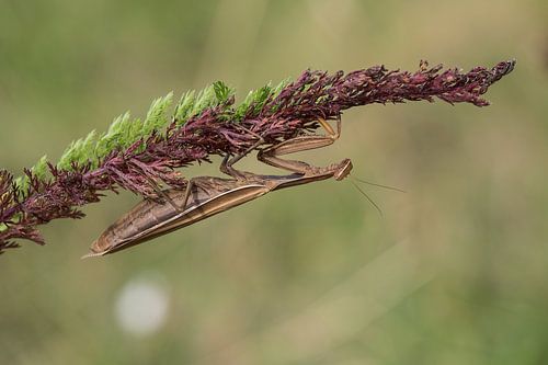 Braune Mantis