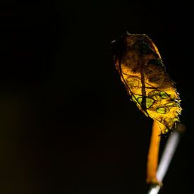 Künstlerische Stille: Das letzte Blatt von Kristof Leffelaer