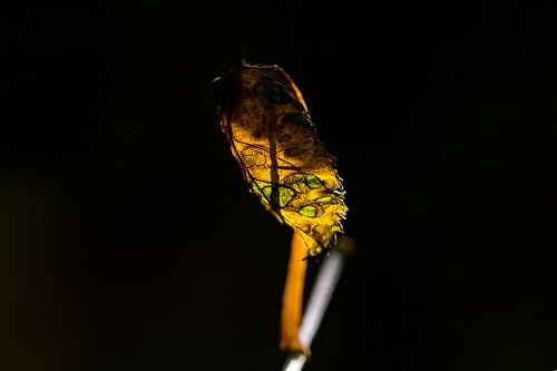 Artistieke Verstilling: Het Laatste Blad