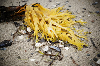 Seaweed