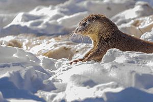 Otter in de Sneeuw van Rando Kromkamp