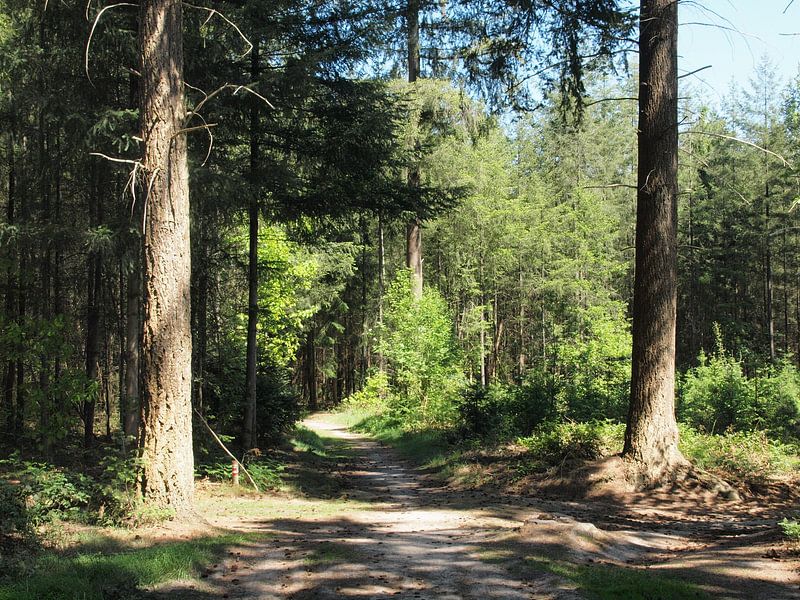 Play of light by the sun on a forest path by Annie Lausberg-Pater