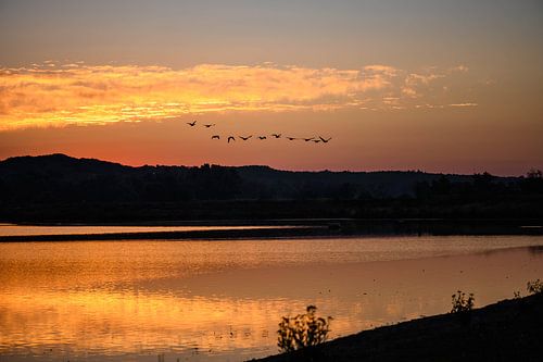 geese on the Rhine