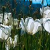 Groupe de tulipes blanches sur Fabio Di Giuseppe