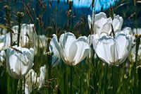 Witte tulpen