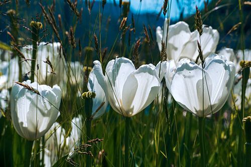 Witte tulpen