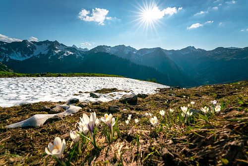 Krokussen boven de Kleinwalsertaler Alpen