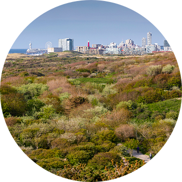 duinen van het Westduinpark langs de kust met de skyline van Sch van gaps photography