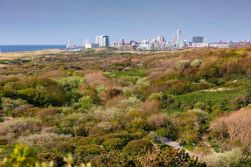 dunes of the Westduin park along the coast with the skyline of Sch by gaps photography