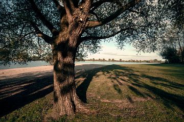 Oude boom in verstild landschap van Bert-Jan de Wagenaar